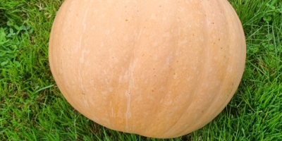 Buenos días, tengo una calabaza en venta - variedad