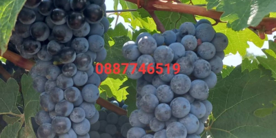 Uvas Cabernet Sauvignon y Rkatsiteli. Distrito de Plovdiv, con