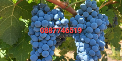 Uvas Cabernet Sauvignon y Rkatsiteli. Distrito de Plovdiv, con
