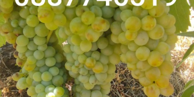 Uvas Cabernet Sauvignon y Rkatsiteli. Distrito de Plovdiv, con