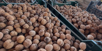 Vendo nueces de la cosecha de 2026, procedentes de