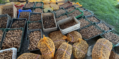 Vendo nueces de la cosecha de 2026, procedentes de