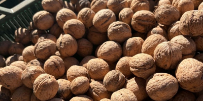 Vendo nueces de la cosecha de 2026, procedentes de
