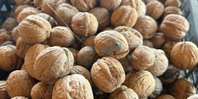 Vendo nueces de la cosecha de 2026, procedentes de