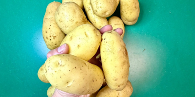 VENTA AL POR MAYOR DE PAPAS – POLONIA Y
