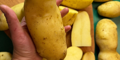 VENTA AL POR MAYOR DE PAPAS – POLONIA Y