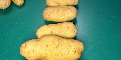 VENTA AL POR MAYOR DE PAPAS – POLONIA Y