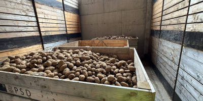 VENTA AL POR MAYOR DE PAPAS – POLONIA Y