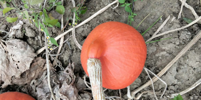 Hola, tengo calabazas Hokkaido | Red Kuri a la