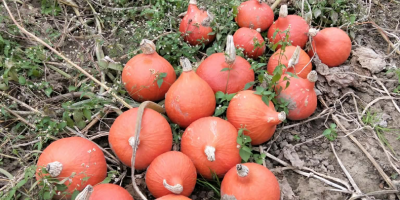 Hola, tengo calabazas Hokkaido | Red Kuri a la