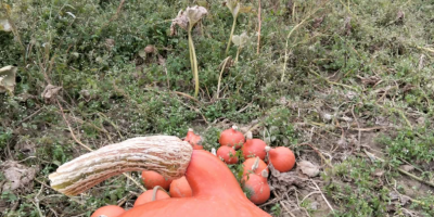 Hola, tengo calabazas Hokkaido | Red Kuri a la