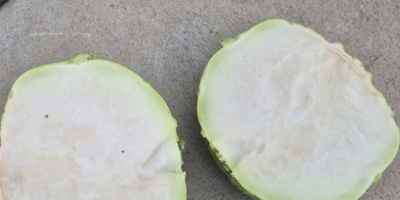 Venderé kolrabi kossak, perfecto para escuelas, alimentos congelados o