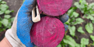 Hola, vendo remolachas rojas de la variedad holandesa Monty,