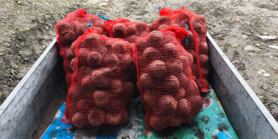 Hola, vendo remolachas rojas de la variedad holandesa Monty,