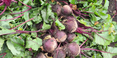 Hola, vendo remolachas rojas de la variedad holandesa Monty,