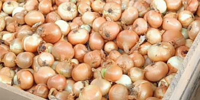 ¡Cebollas a la venta! Disponibles por tonelada. Los visitantes