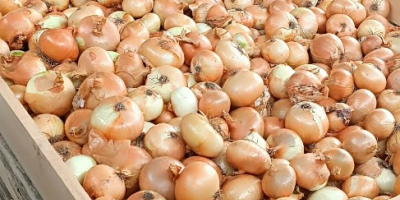 ¡Cebollas a la venta! Disponibles por tonelada. Los visitantes