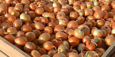 ¡Cebollas a la venta! Disponibles por tonelada. Los visitantes