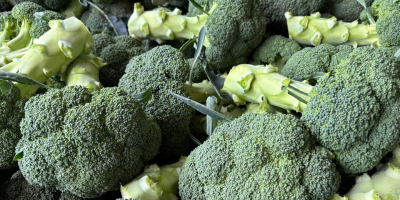 Brócoli en venta. Entregas regulares, proveedor estable.