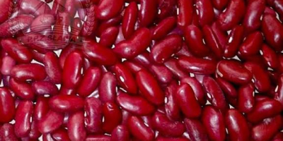 Hola, vendo frijoles rojos, cosecha 2026. No necesitan secarse