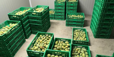 VENTA AL POR MAYOR: Pulpa de fruta de papaya