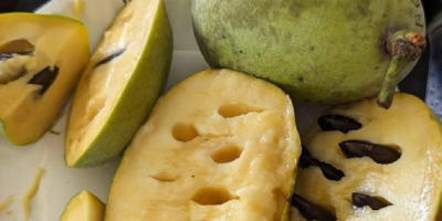 VENTA AL POR MAYOR: Pulpa de fruta de papaya