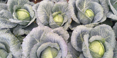 Vendo repollo blanco, variedad REPORT, posteriormente ANCOMA, de 2-3