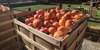 Vendo calabazas a un precio atractivo de 1000 PLN