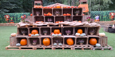 Vendo calabazas a un precio atractivo de 1000 PLN