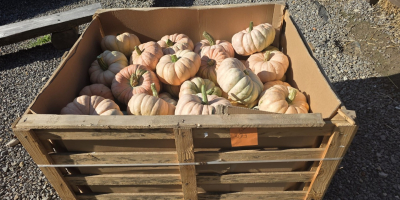 Vendo calabazas a un precio atractivo de 1000 PLN