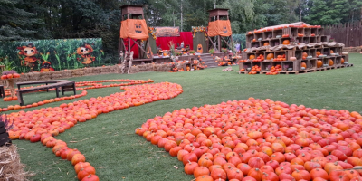 Vendo calabazas a un precio atractivo de 1000 PLN