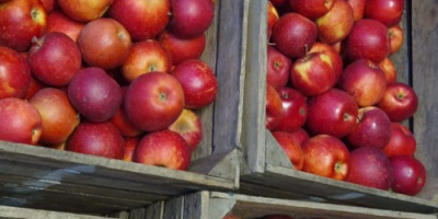 Manzanas de diferentes variedades.
