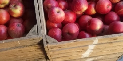 Manzanas de diferentes variedades.