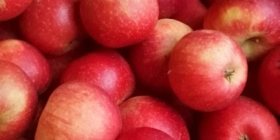 Manzanas de diferentes variedades.
