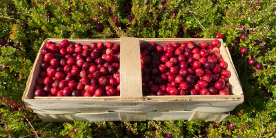 Hola. Tengo arándanos rojos grandes a la venta. Precio