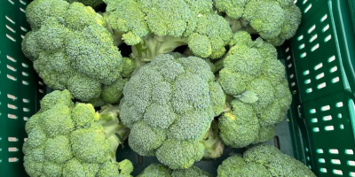 Brócoli fresco (exportación y venta al por menor) o