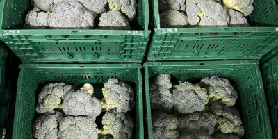 Brócoli fresco (exportación y venta al por menor) o