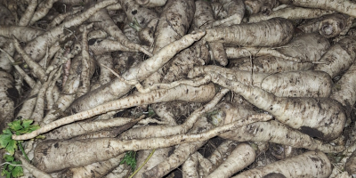Hola, vendo perejil de Arat, cosechado por encargo. Producto