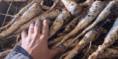 Hola, vendo perejil de Arat, cosechado por encargo. Producto