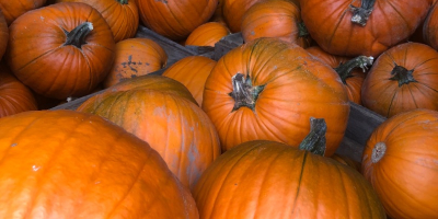 Tengo aproximadamente 15 toneladas de calabazas Magician a la