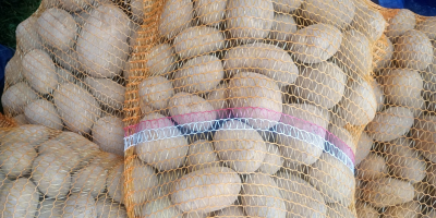 Venderé patatas de la variedad Melody, envasadas en sacos