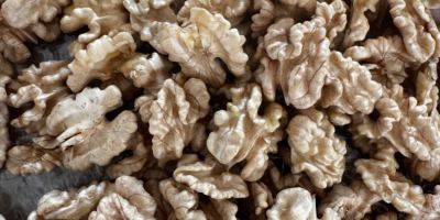 Vendo nueces búlgaras de Chandlar, sin calibrar, con cáscara,