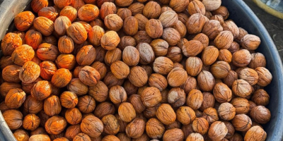Vendo nueces búlgaras de Chandlar, sin calibrar, con cáscara,