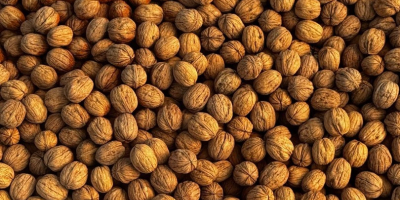 Vendo nueces búlgaras de Chandlar, sin calibrar, con cáscara,