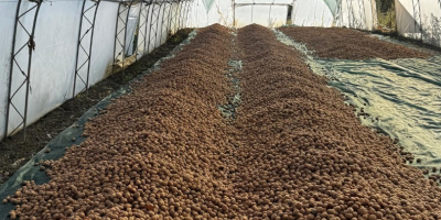 Vendo nueces búlgaras de Chandlar, sin calibrar, con cáscara,