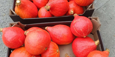 Especie de calabaza: Hokkaido. Cantidad: Hasta 50 toneladas; también