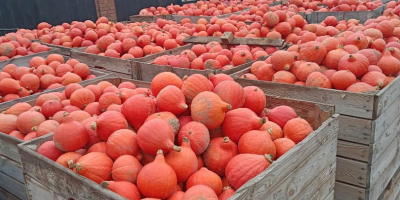Especie de calabaza: Hokkaido. Cantidad: Hasta 50 toneladas; también