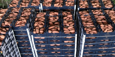 Batatas frescas egipcias premium (variedad Bellevue). Tamaños: M /