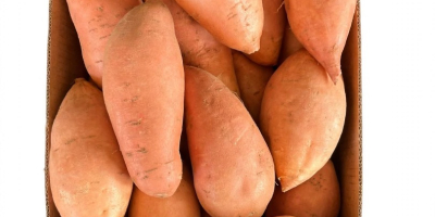 Batatas frescas egipcias premium (variedad Bellevue). Tamaños: M /