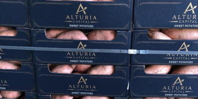 Batatas frescas egipcias premium (variedad Bellevue). Tamaños: M /